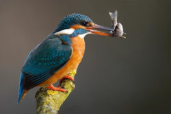 martin il pescatore