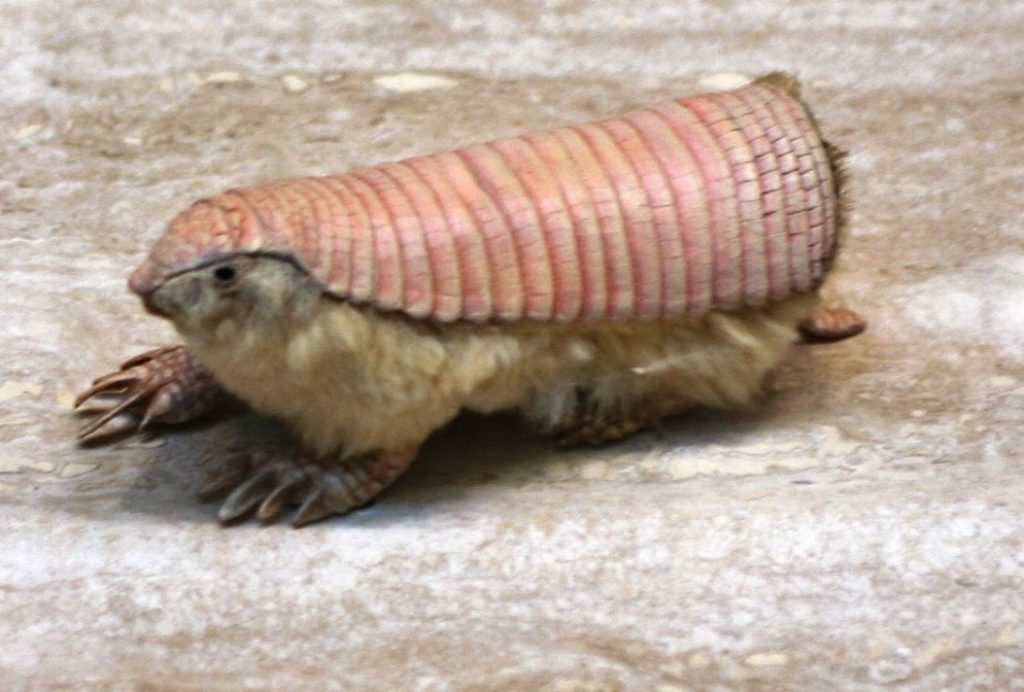 clamidoforo troncato chlamyphorus truncatus armadillo