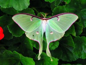 Actias luna