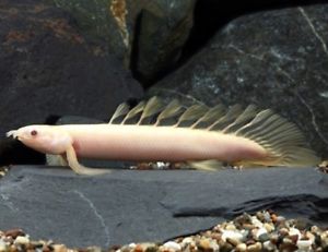 Polypterus senagalus