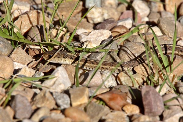 Che cosa mangia il serpente