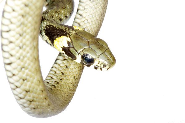 Quale serpente partorisce sugli alberi